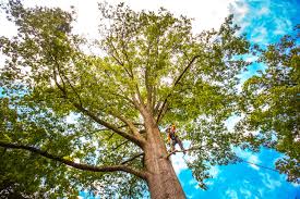 Organic Lawn Care Solutions in Oakland, IA