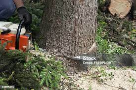 How Our Tree Care Process Works  in  Oakland, IA
