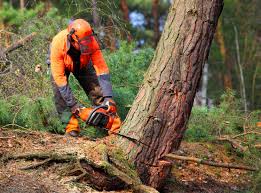 Best Tree Cabling and Bracing  in Oakland, IA
