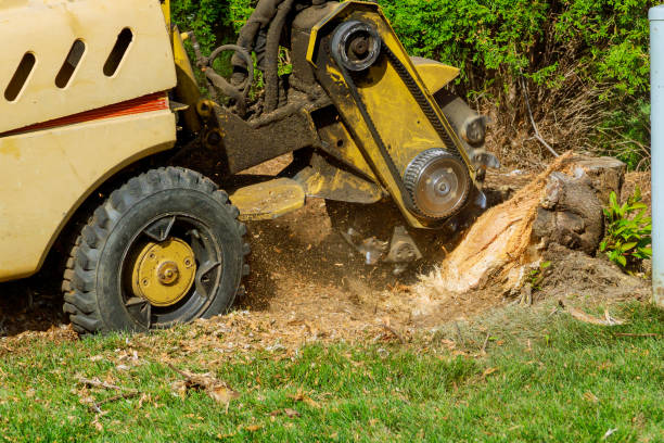 Best Lawn Grading and Leveling  in Oakland, IA