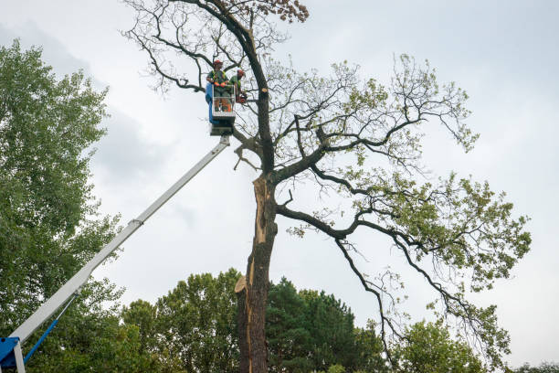 Best Leaf Removal  in Oakland, IA