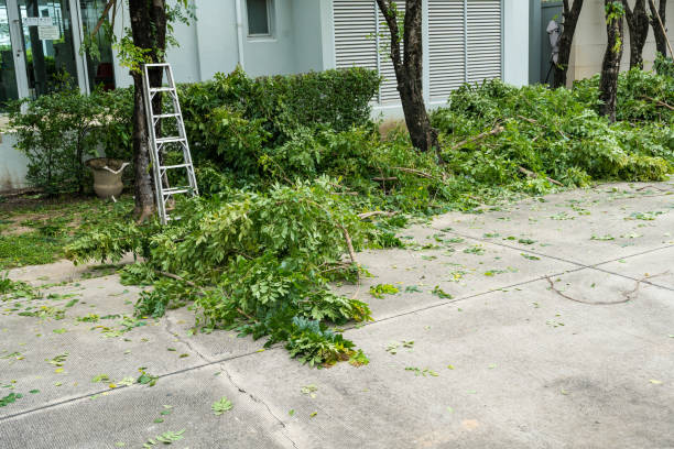 Best Tree Removal  in Oakland, IA