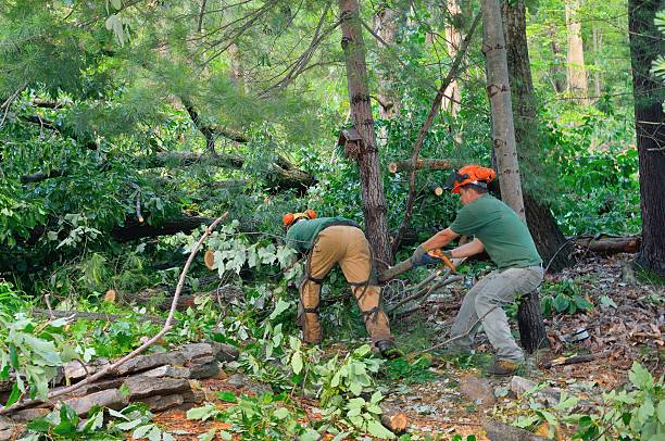 Best Tree Mulching  in Oakland, IA