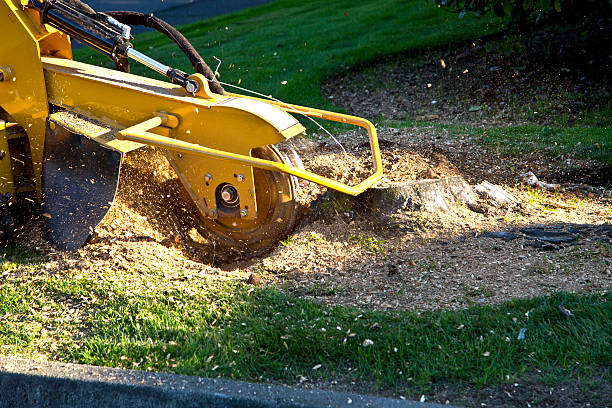 Reliable Oakland, IA Tree Services Solutions