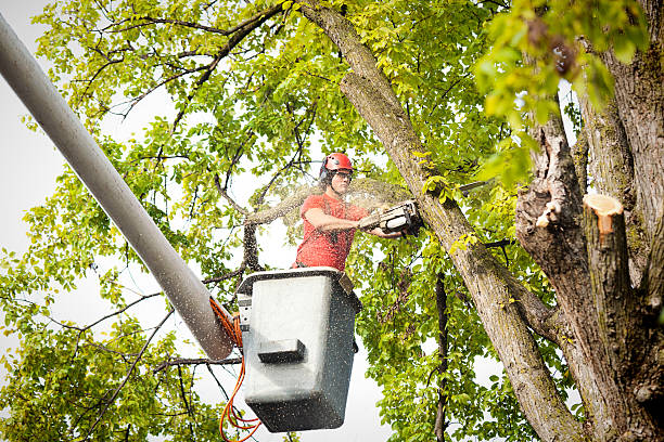 Best Fruit Tree Pruning  in Oakland, IA